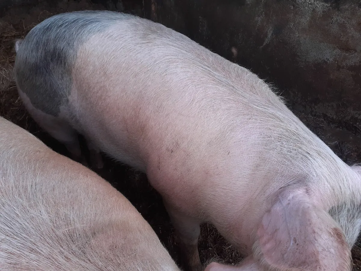 Pig - Image 2