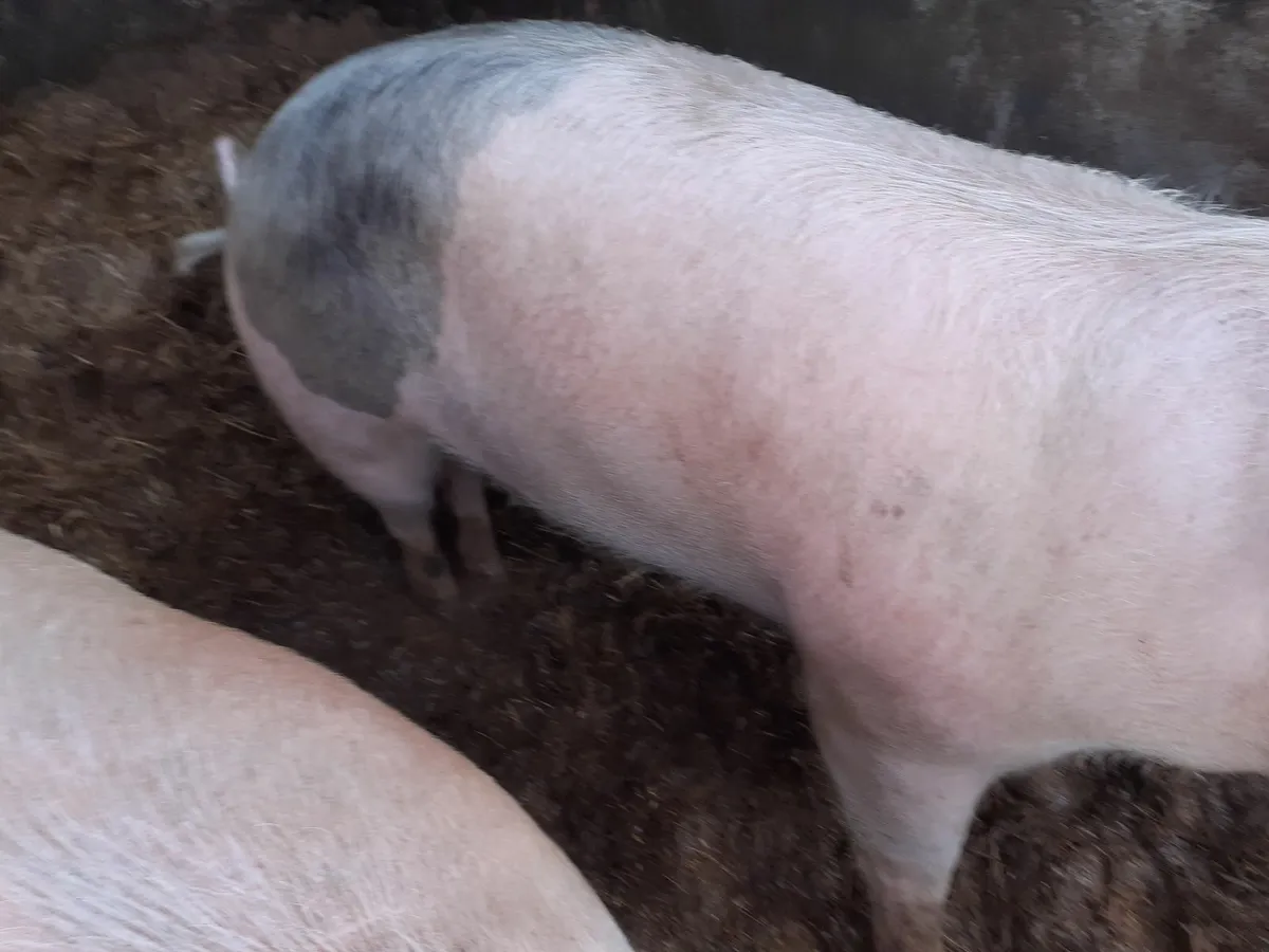 Pig - Image 3