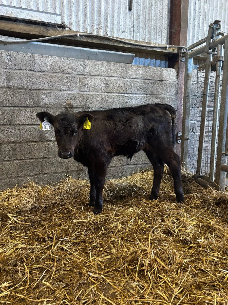 Serious Polly bull calf !! - Image 1