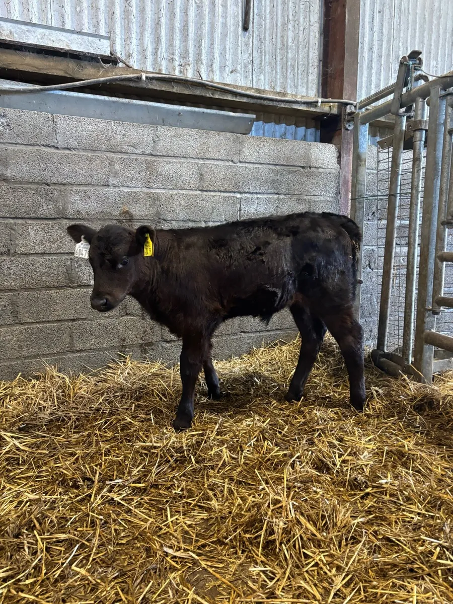 Serious Polly bull calf !! - Image 3