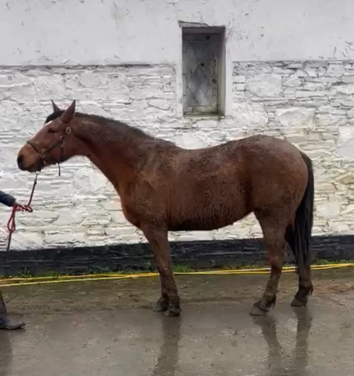 Broodmare In Foal To Dun Cob - Image 2
