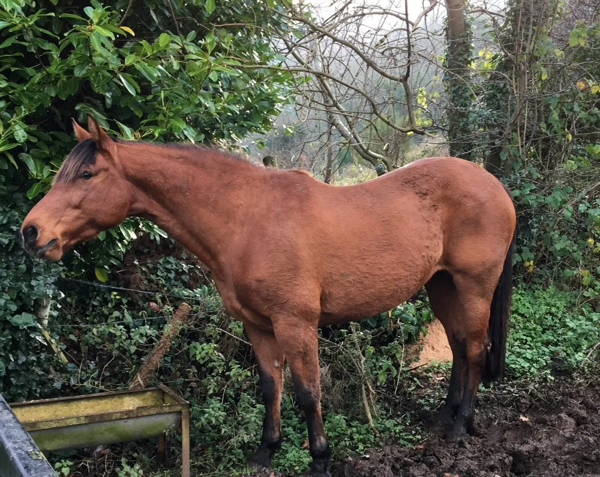 Broodmare In Foal To Dun Cob - Image 3