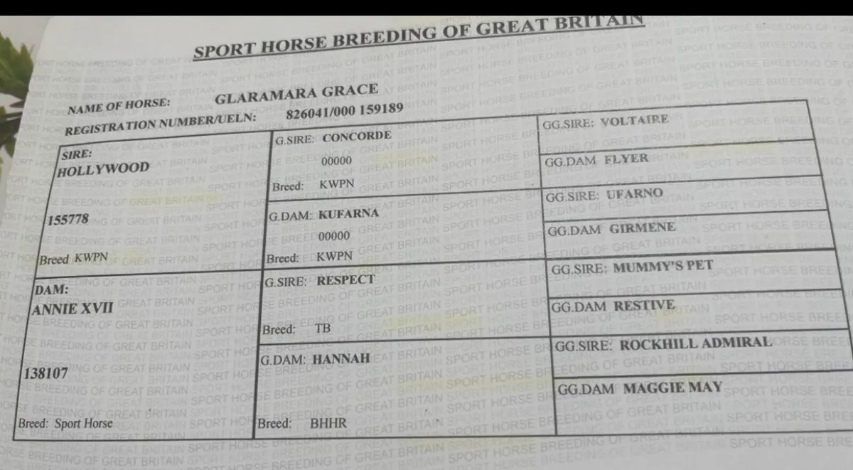 Broodmare In Foal To Dun Cob - Image 4