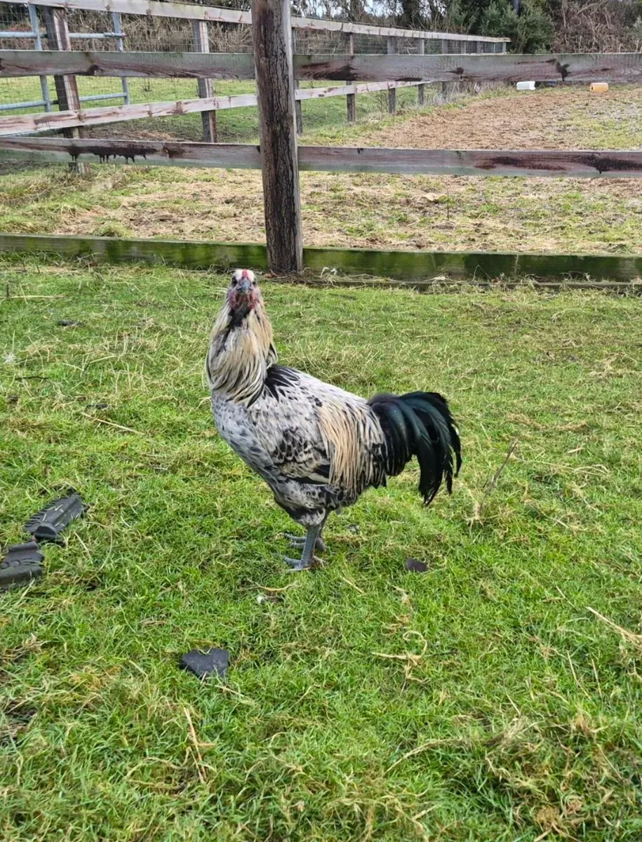 Rooster - Image 1