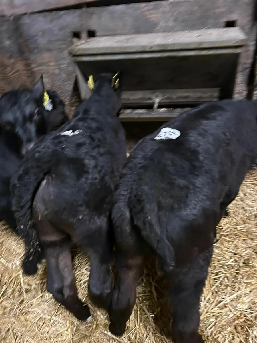 Calves - Image 2