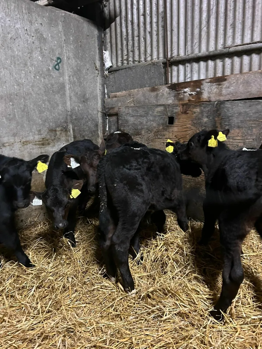 Calves - Image 4