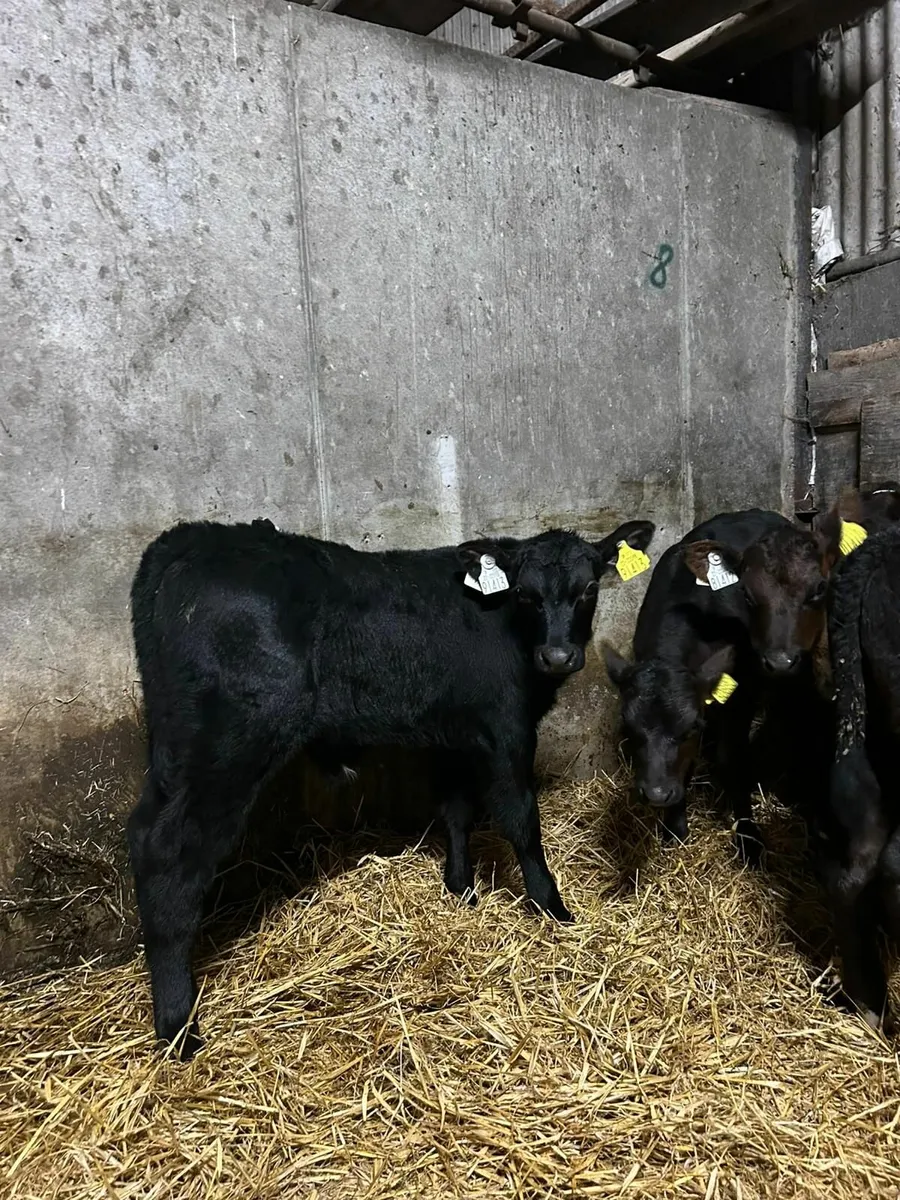 Calves - Image 1
