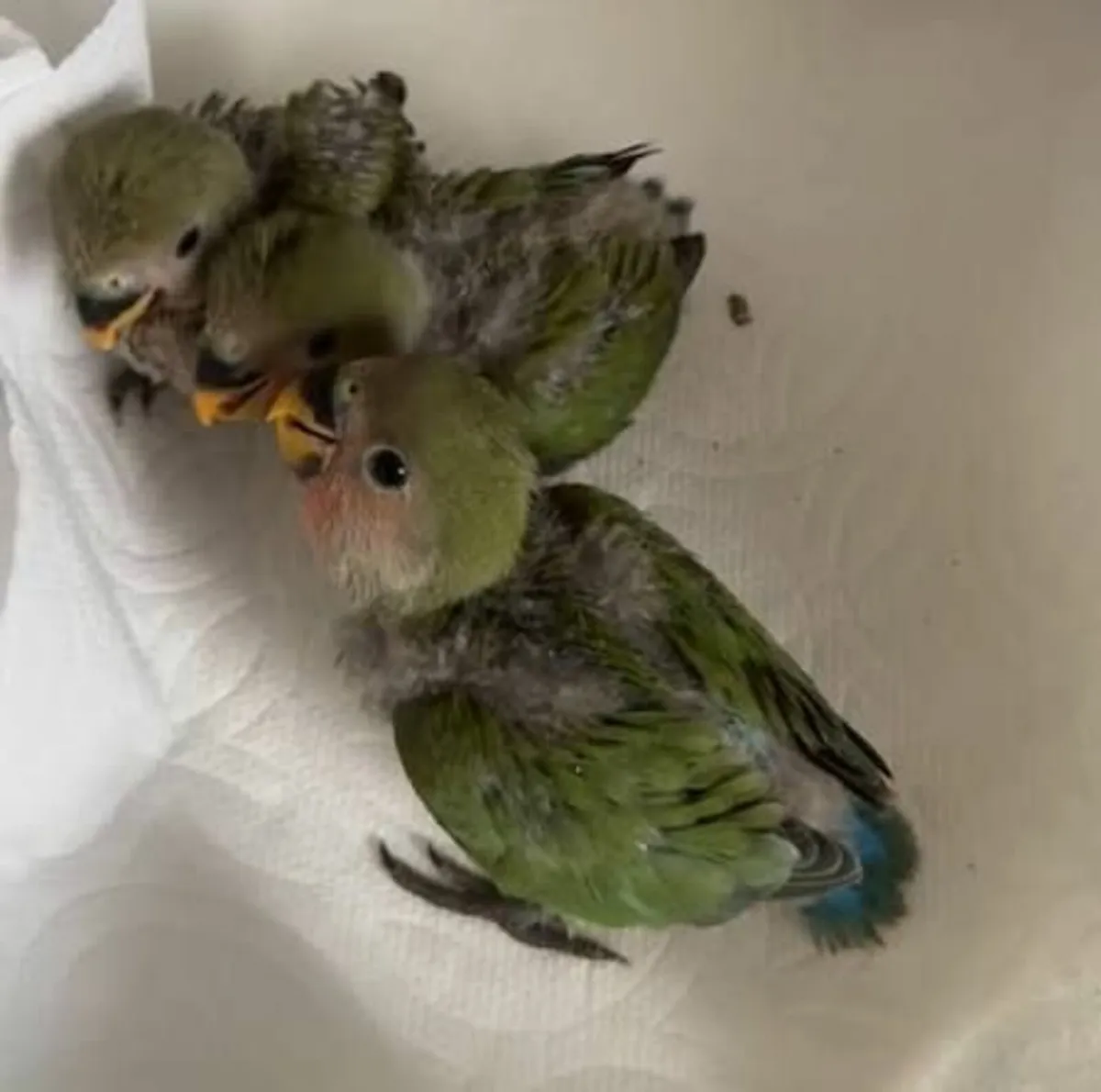 Lovebirds hand reared