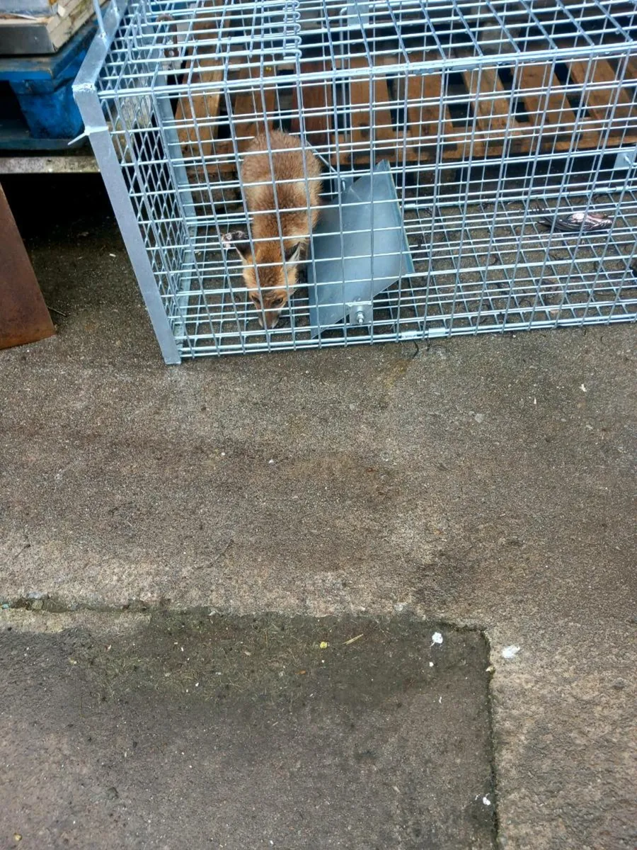 Rabbit drinkers - Image 4