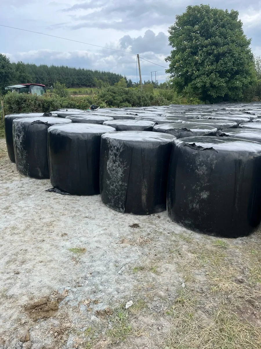 Round bales silage - Image 4