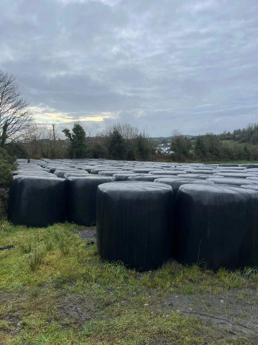 Round bales silage - Image 2