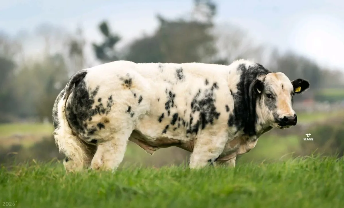 BB Bull & In-Calf Cow - Image 2