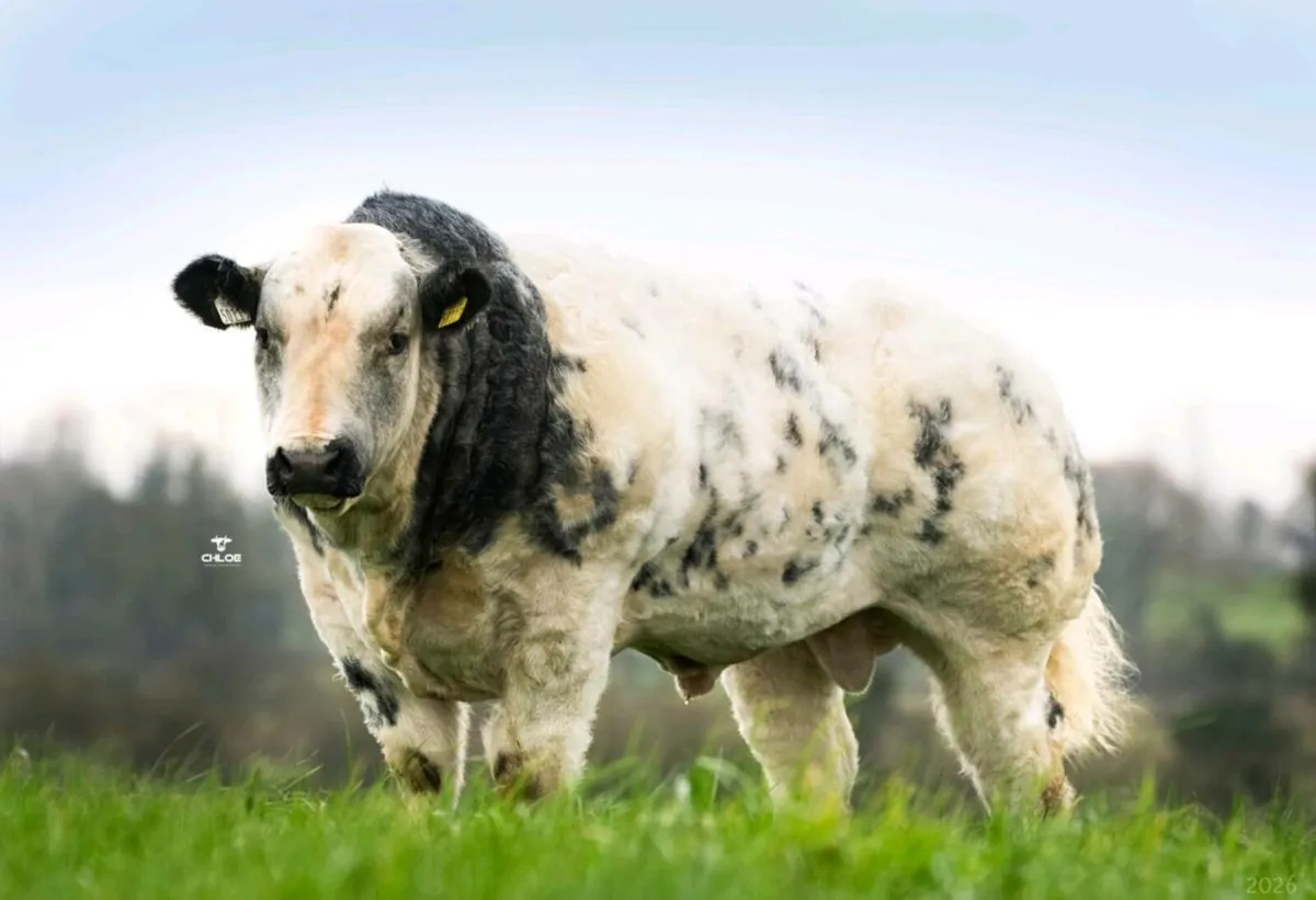 BB Bull & In-Calf Cow - Image 1