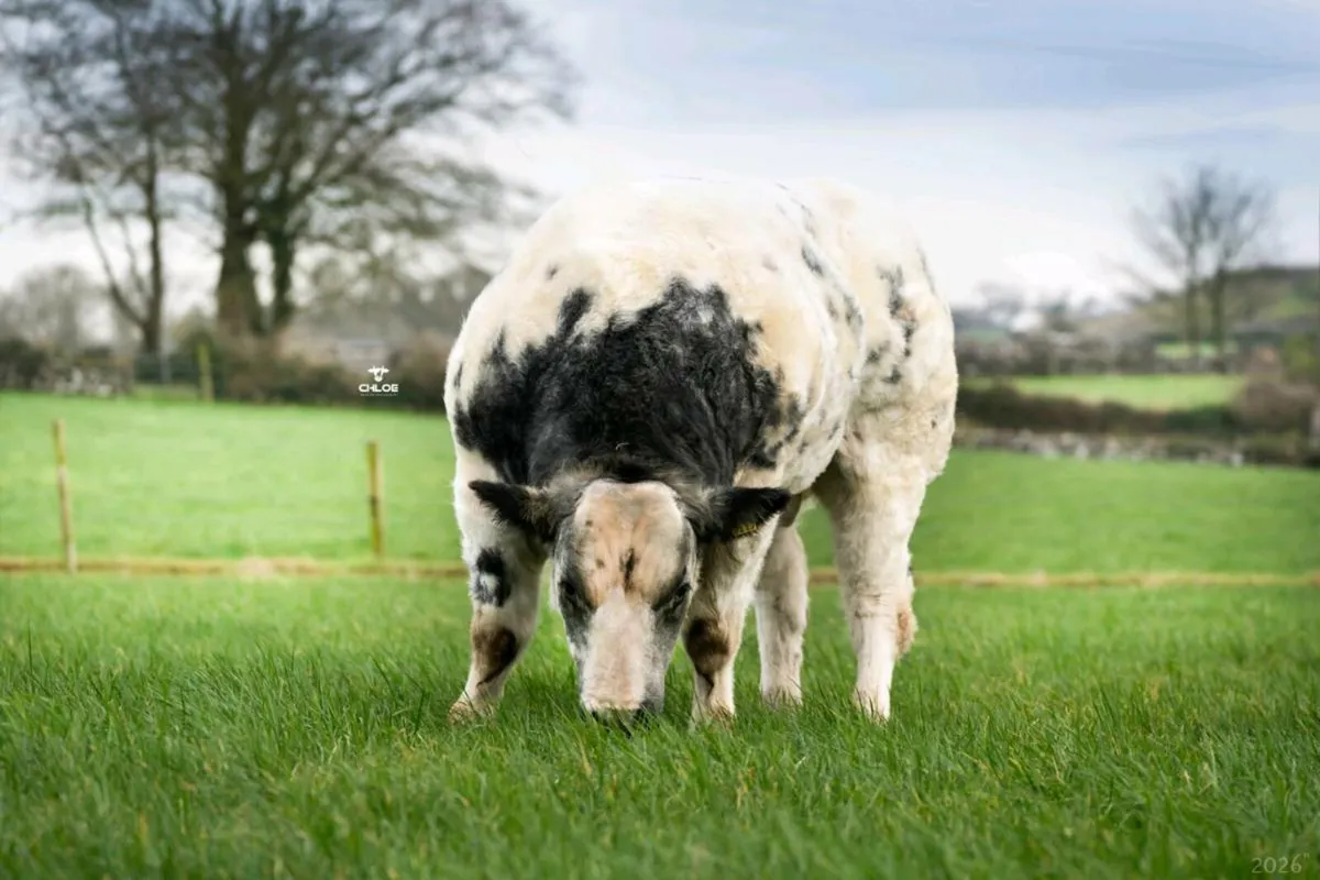 BB Bull & In-Calf Cow - Image 3