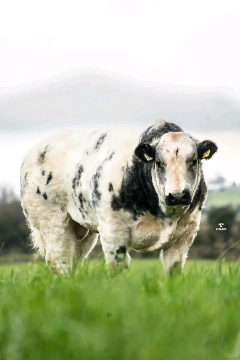 BB Bull & In-Calf Cow - Image 4