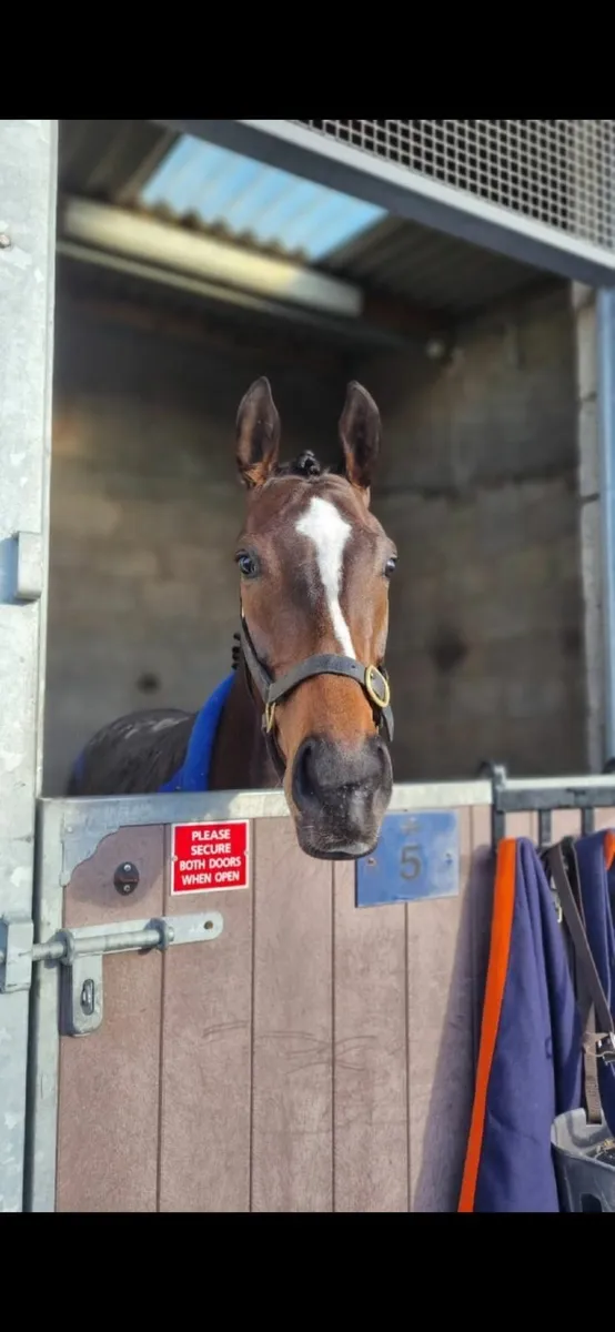 Thoroughbred Broodmare - Image 2