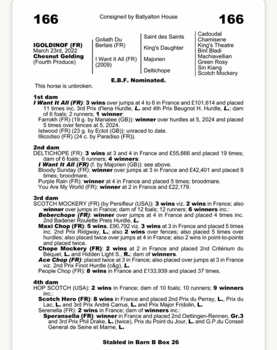 Thoroughbred Broodmare - Image 3