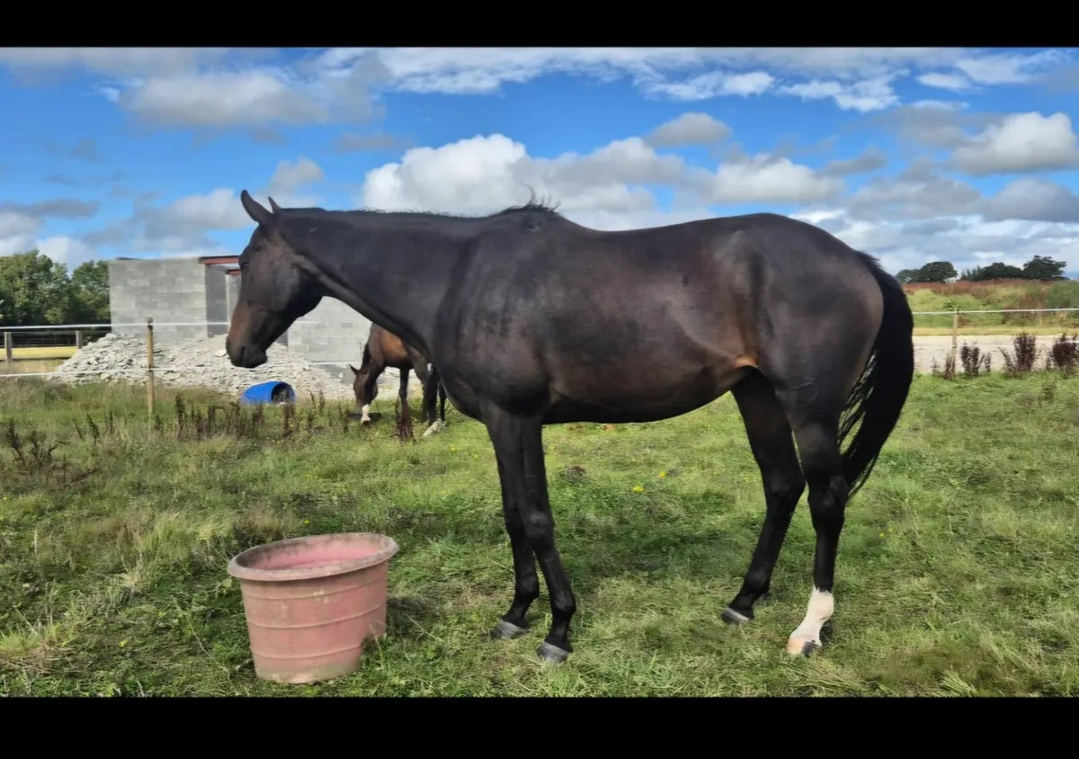 Thoroughbred Broodmare - Image 4