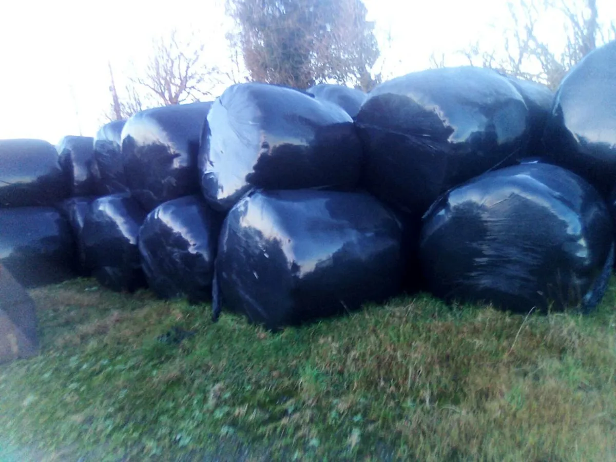 Silage - Image 3
