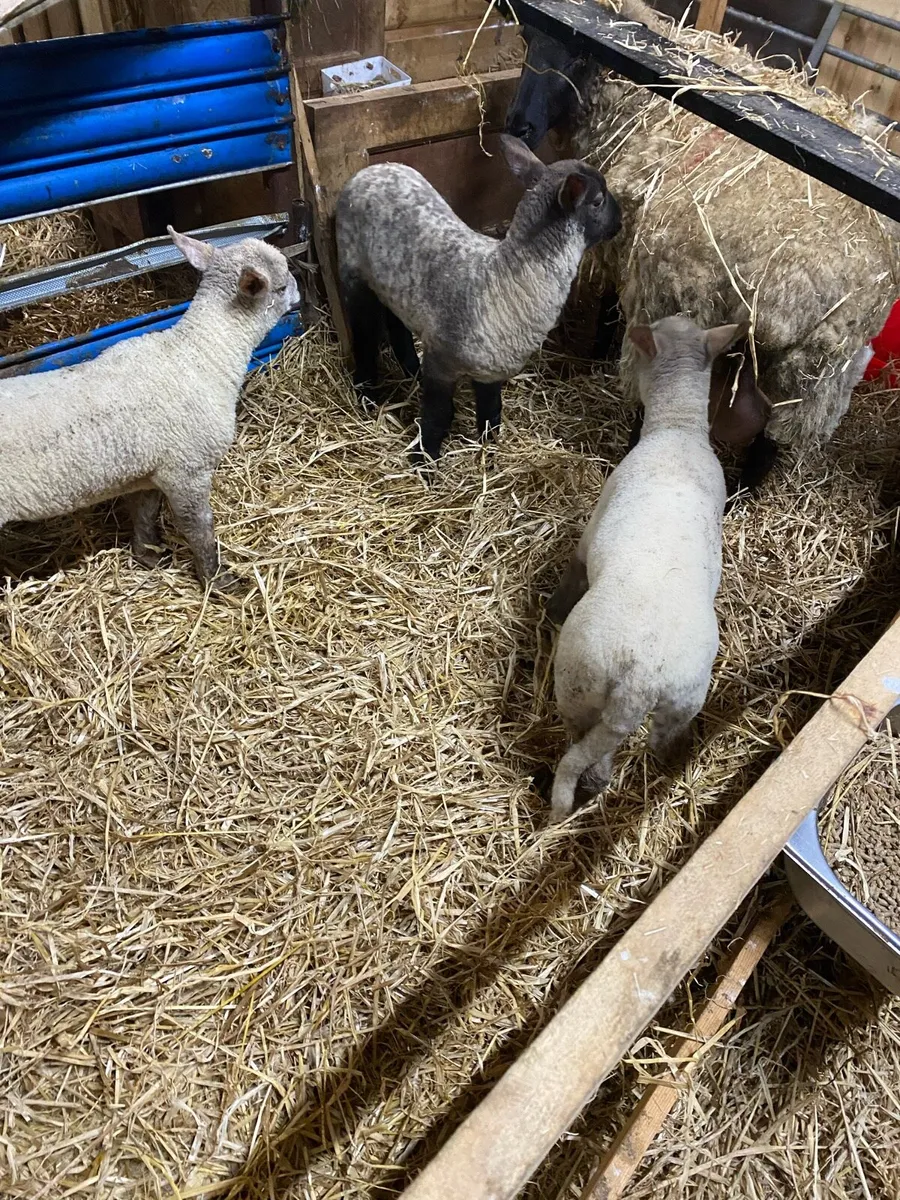 Ewe with triplets - Image 2