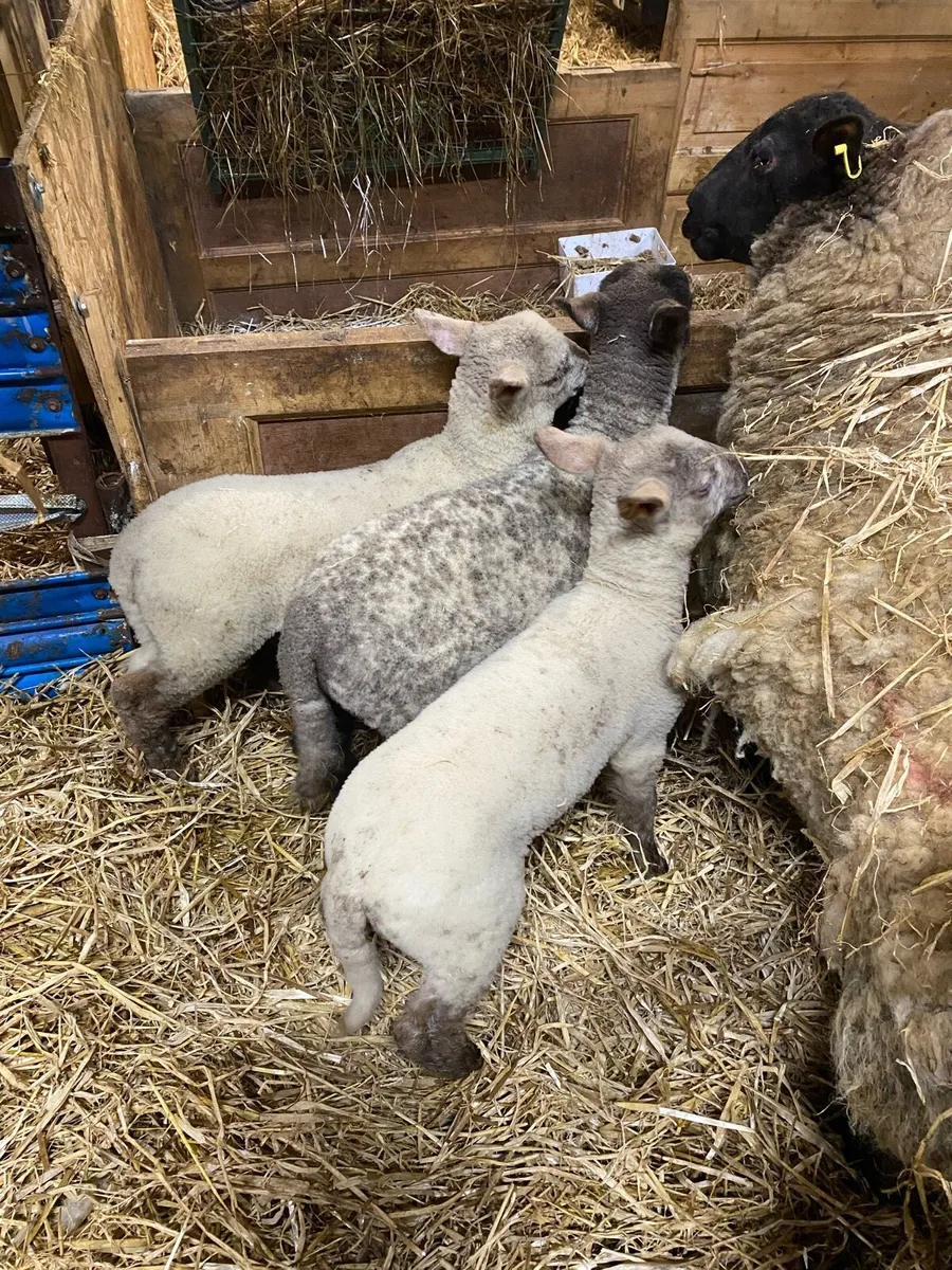 Ewe with triplets - Image 1
