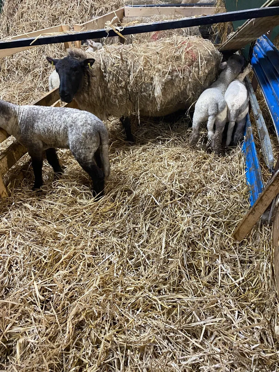 Ewe with triplets - Image 3