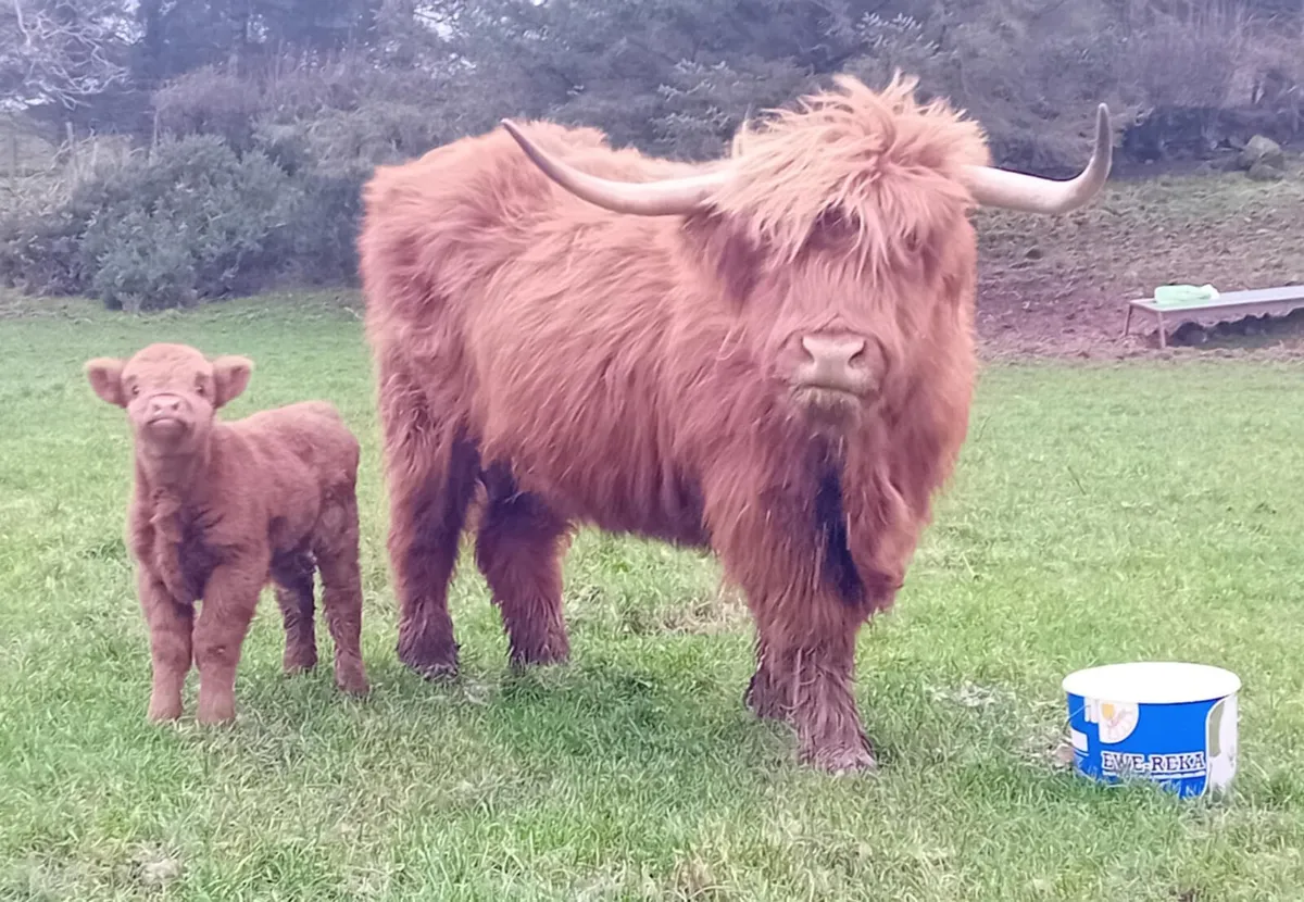 Highlander cow and heifer calf - Image 1