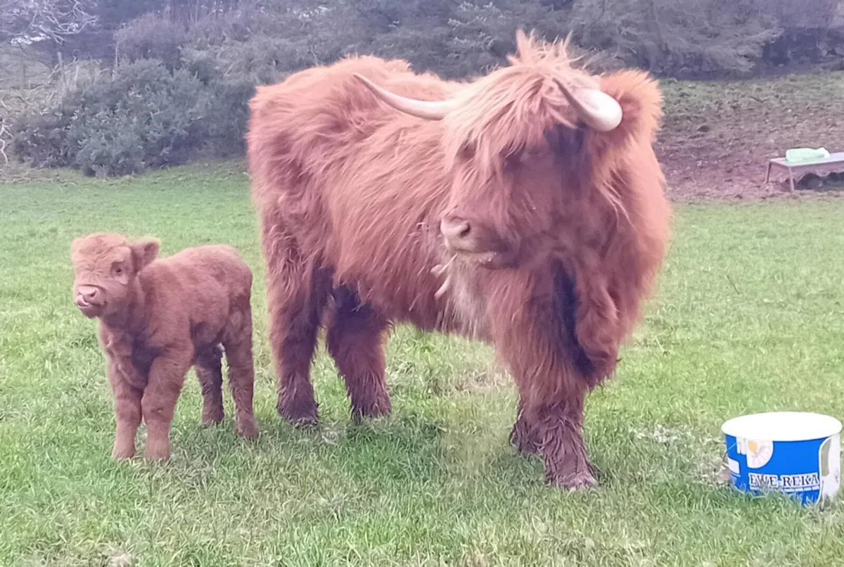 Highlander cow and heifer calf - Image 2