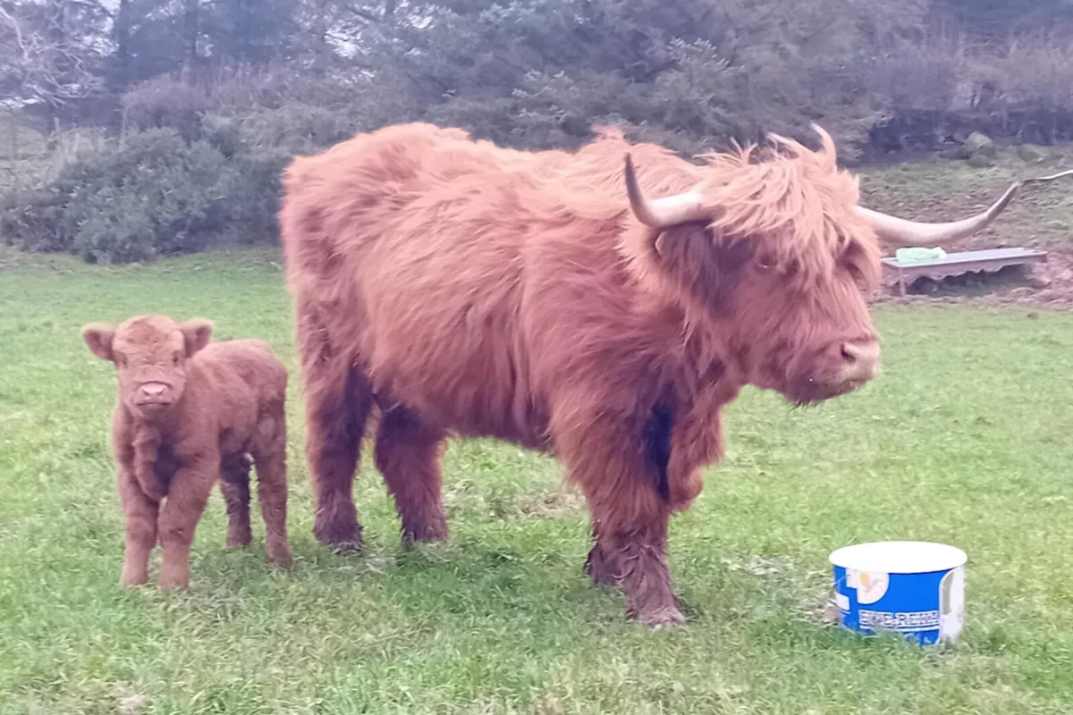 Highlander cow and heifer calf - Image 3