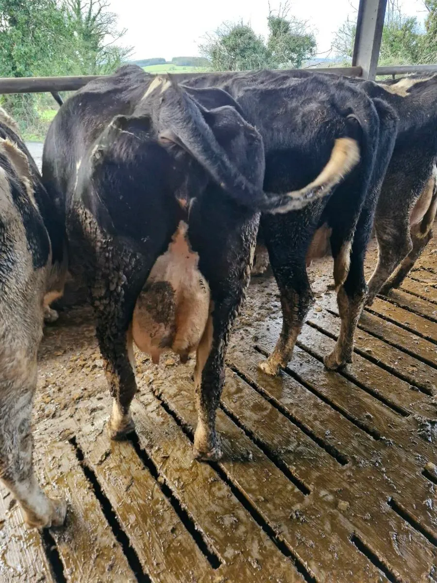 Milking cows - Image 2