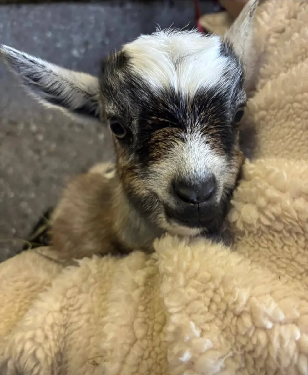 Pygmy kids - Image 3