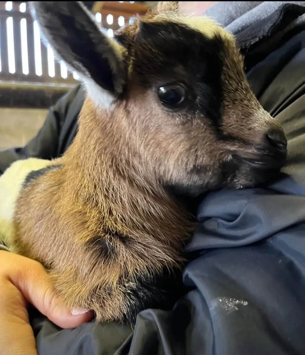 Pygmy kids - Image 4