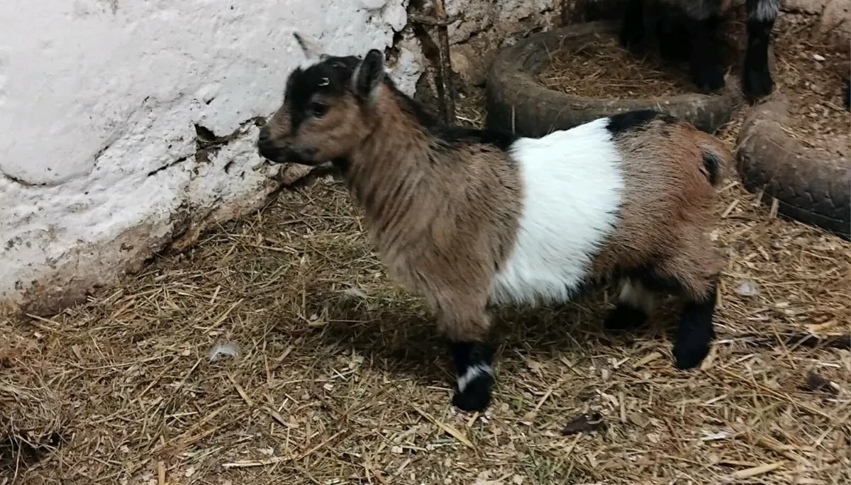 Pygmy kids - Image 1