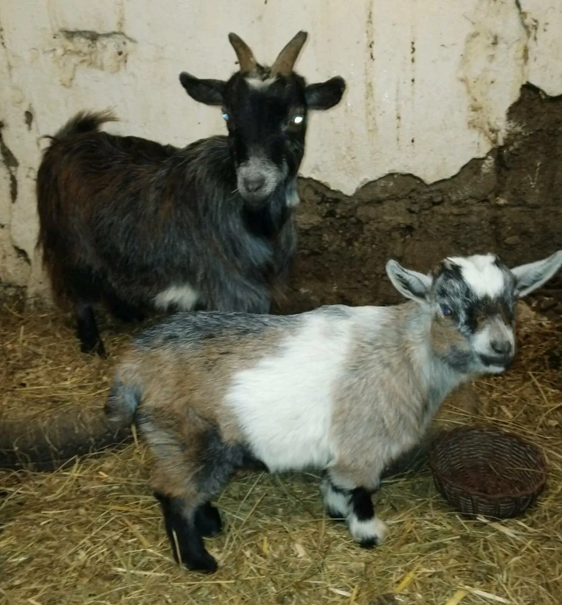 Pygmy kids - Image 2