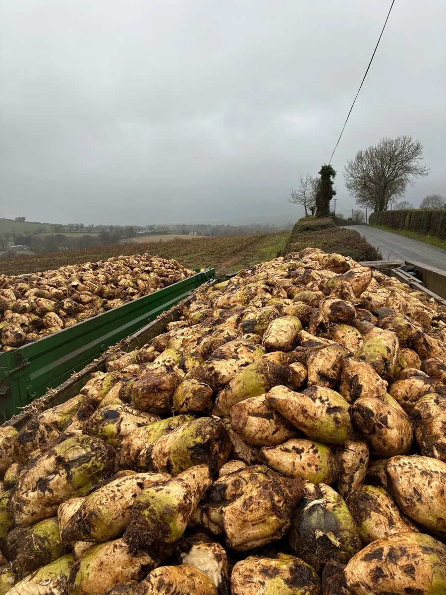 Fodder Beet - Image 1