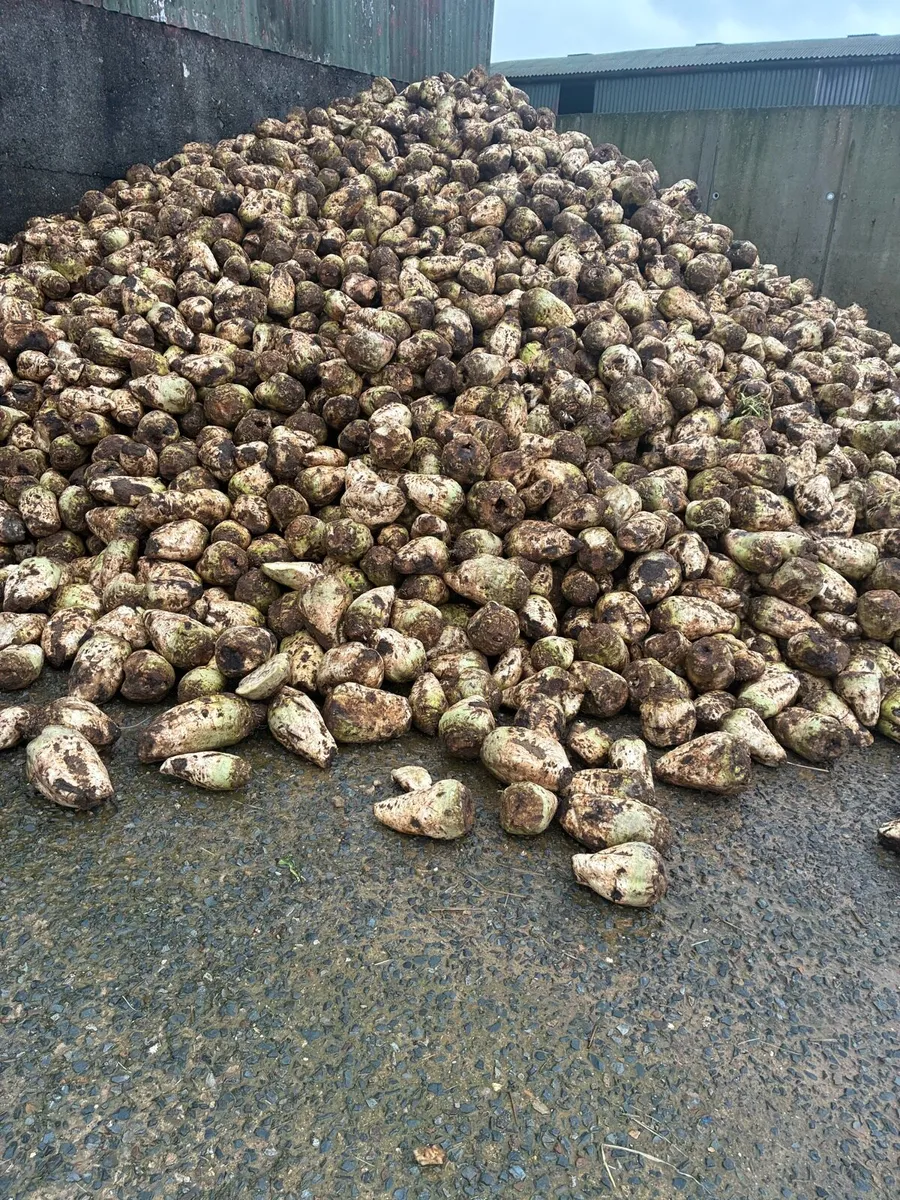 Fodder Beet - Image 2