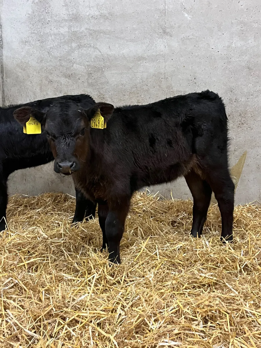 2 Stabiliser Heifer Calves - Image 3