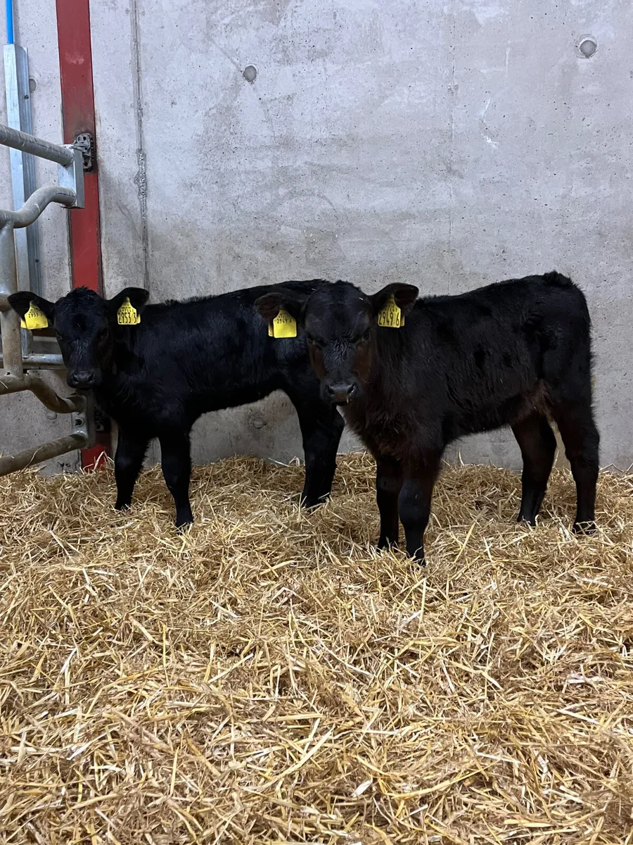 2 Stabiliser Heifer Calves - Image 1