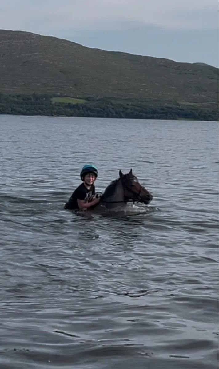 12hh super sweet gelding - Image 3