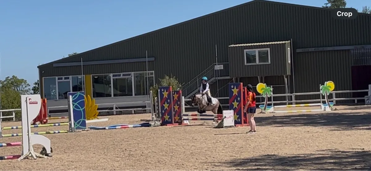 12hh super sweet gelding - Image 1