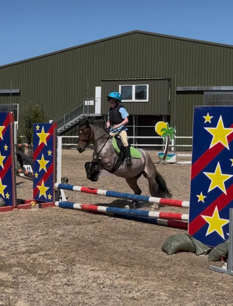 12hh super sweet gelding - Image 2