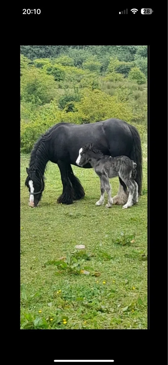 Filly for sale - Image 1