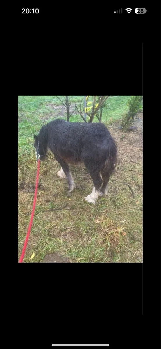 Filly for sale - Image 2