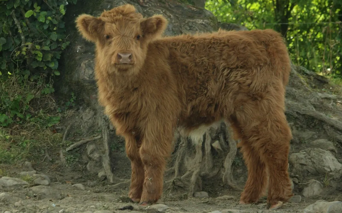 Highland bull calf - Image 2