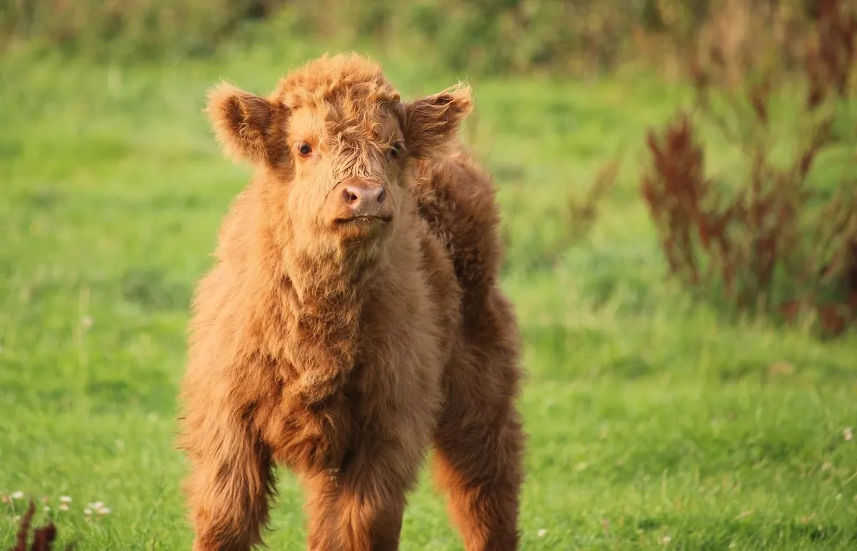 Highland bull calf - Image 3
