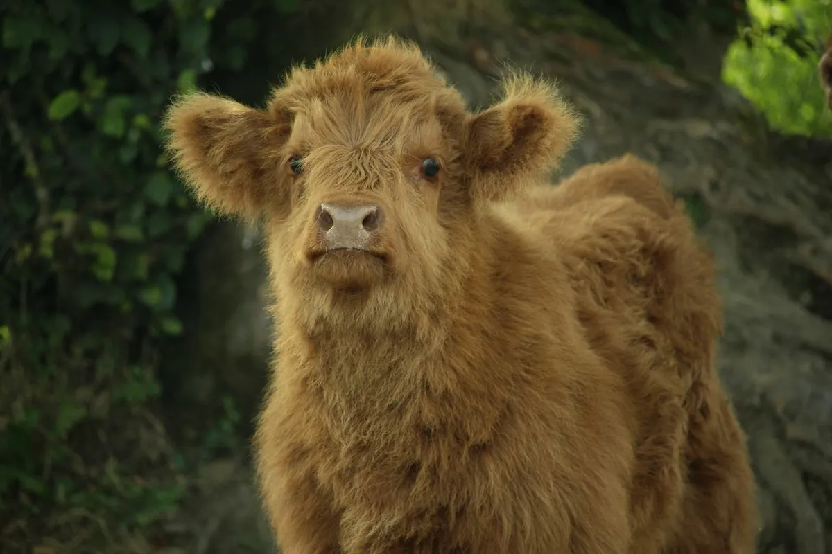 Highland bull calf - Image 4