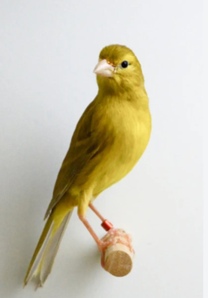 Canaries & Breeding Cages