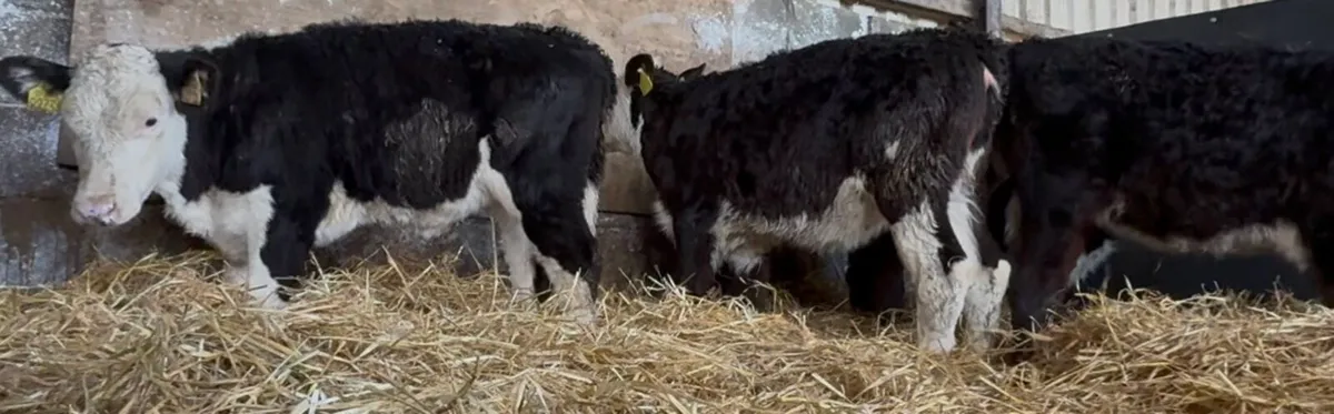 5 super Hereford heifers ready to come of milk - Image 4
