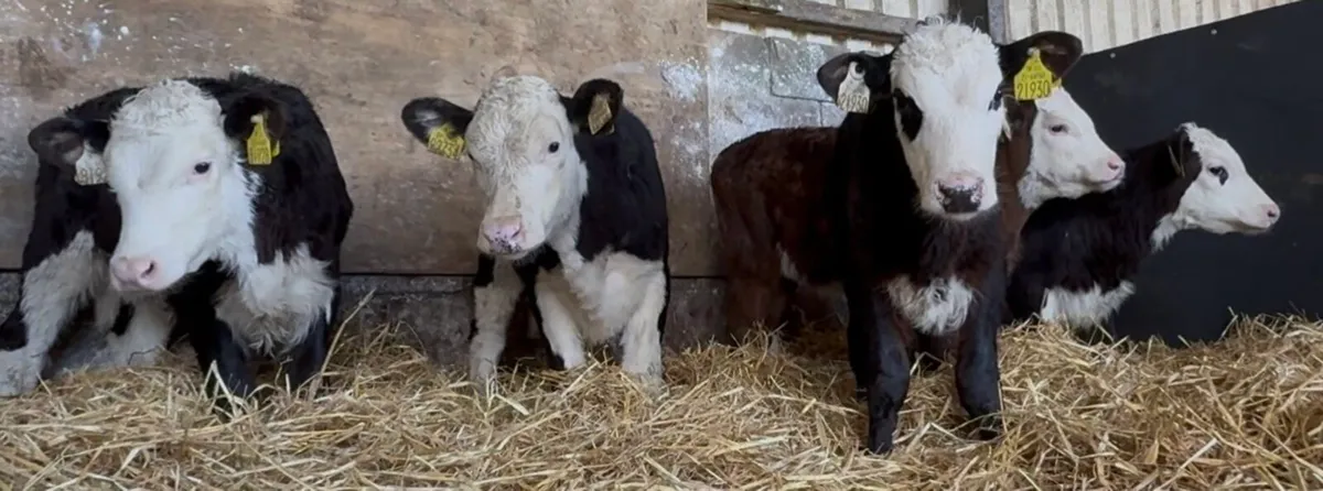 5 super Hereford heifers ready to come of milk - Image 1