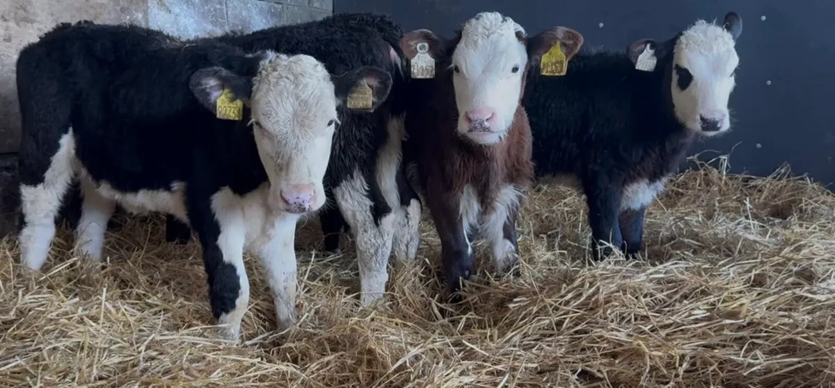5 super Hereford heifers ready to come of milk - Image 2